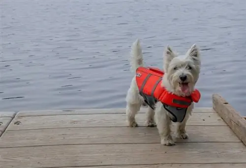 Gölün yanındaki iskelede can yeleği giyen Westie köpeği