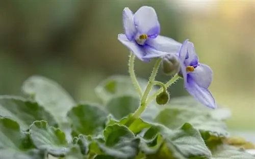 violetas africanas