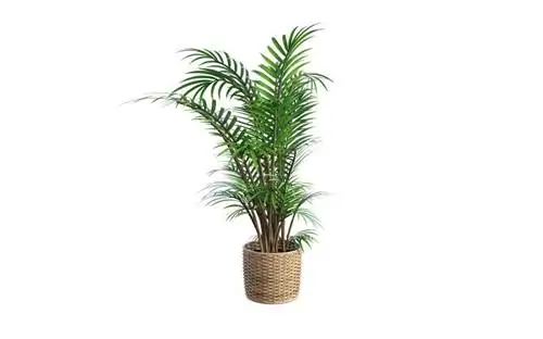 palmeira areca