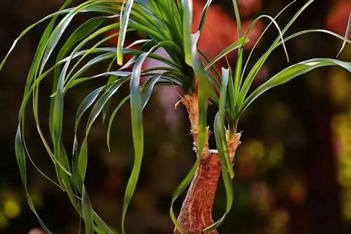 Planta de cua de cavall