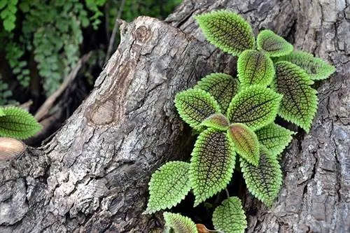 planta de l'amistat