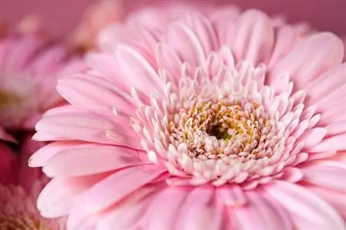 Gerbera marjetica