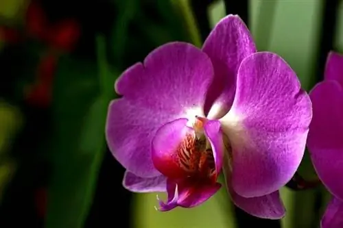 Orchidea