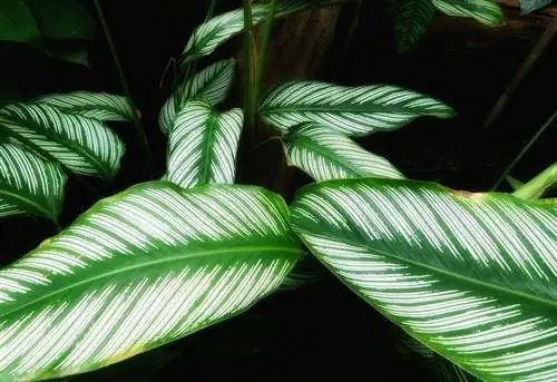 calathea