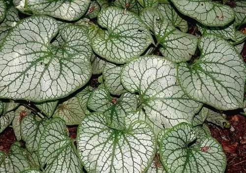 Peperomia