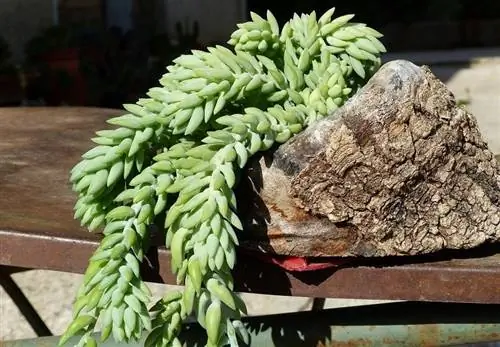 Burro's Tail