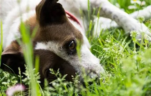 cachorro com vasos de plantas-pixabay6