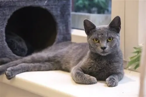 gatto blu russo sdraiato fuori dal condominio per gatti