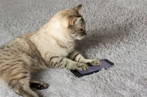 katt spelar mobiltelefon