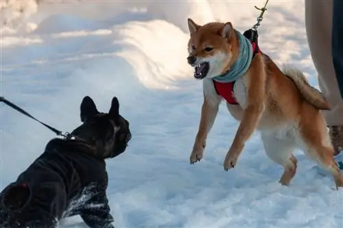 Er Akitas farlige? Hundetemperament & Træningstip forklaret