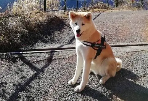 Akita Inu Pointy Pob ntseg