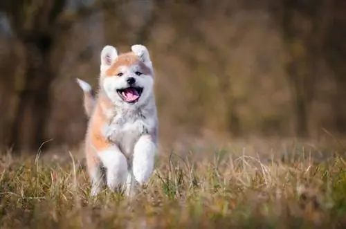 akita puppy