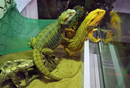 Proč můj Bearded Dragon Glass surfuje? Důvody zkontrolované veterinářem & Co dělat