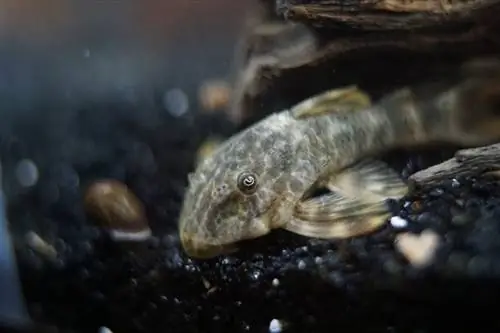 клоун pleco