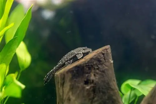 Pleco badut