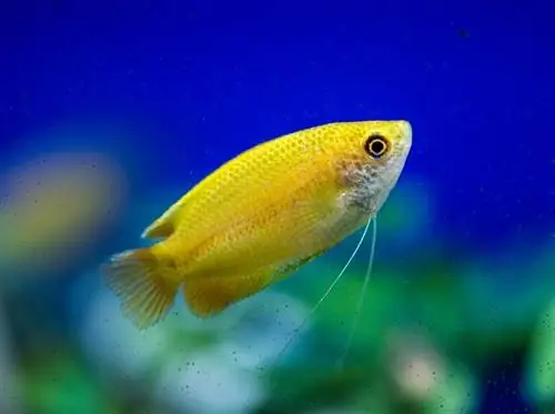 বামন মধু gourami