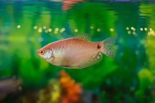 ማር Gourami በውሃ ውስጥ