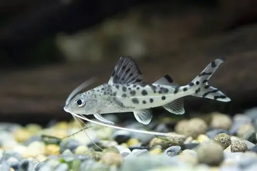 Pictus Catfish: hooldusjuhend, tüübid, eluiga & pildid