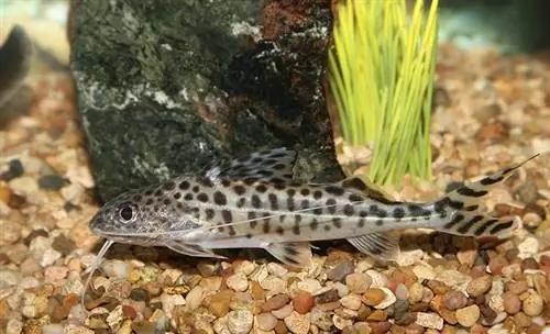 Pictus Catfish paagi põhjas