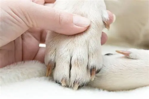 una mano che tiene la zampa del cane