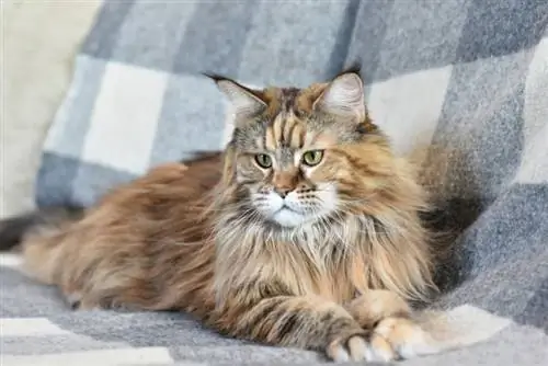 tortie maine coon mačka leži na kauču