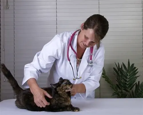 tortoiseshell cat check by-vet