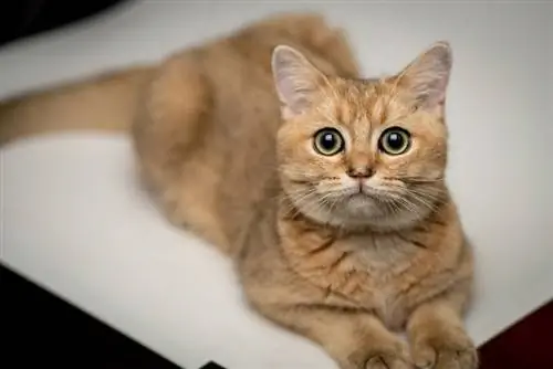 primo piano del gatto golden british shorthair