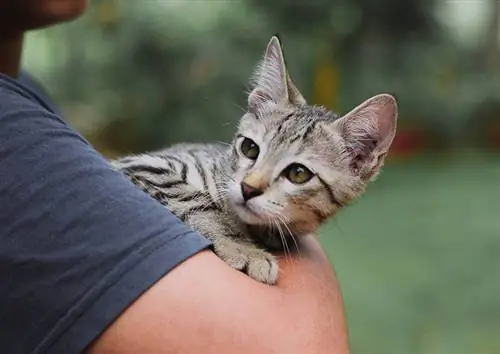 ট্যাবি বিড়াল বহনকারী মহিলা