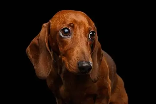 Retrato de cachorro Dachshund vermelho triste