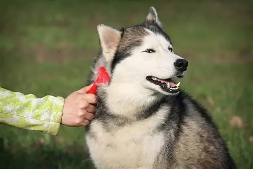 nagsisipilyo ng husky