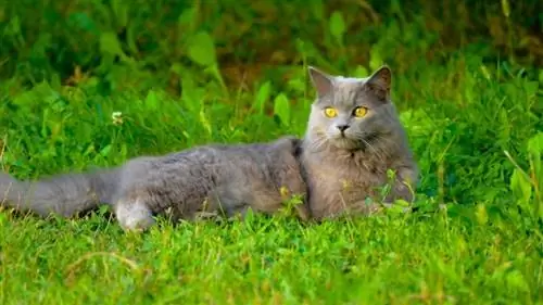 chat chartreux dans l'herbe_Piqsels