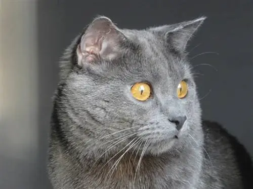 chartreux kattenogen_LucasBouillon_Pixabay