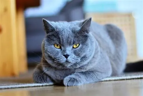 chat chartreux couché_congerdesign_Pixabay