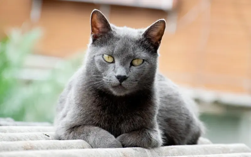 chat chartreux sur le toit