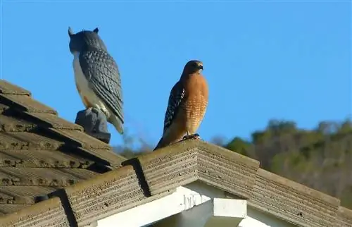 Red Shouldered Hawk với Owl Bù nhìn