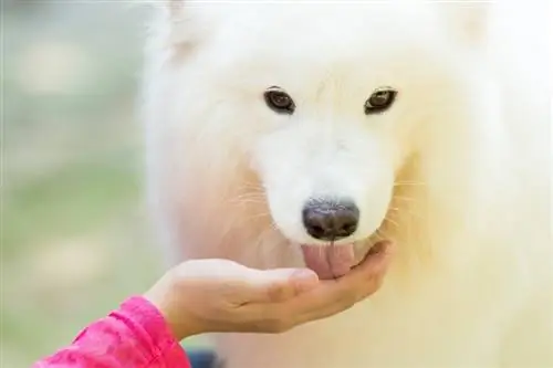 sahibinin elini yalayan samoyed