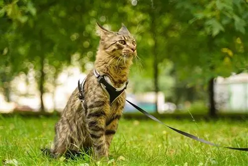 Grey Maine Coon: Faktlar, Mənşə & Tarix (Şəkillərlə)