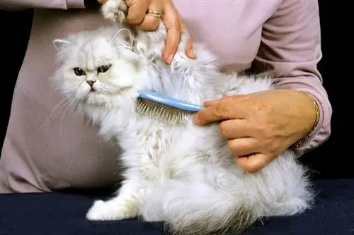 persian miv grooming