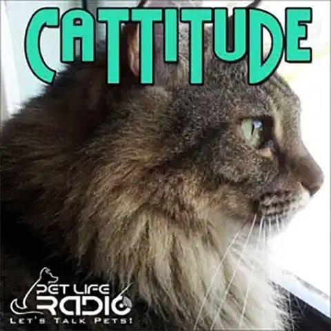 Cattitude The Number One Cat Podcast Կատուների մասին որպես ընտանի կենդանիներ