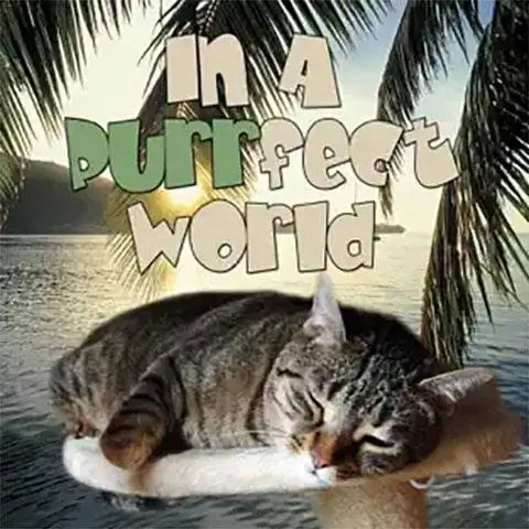 Purrfect Bir Dünyada - Kediler İçin Mükemmel Bir Dünya Pet Life Radio'da