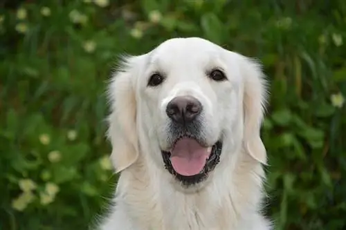 golden retriever da vicino