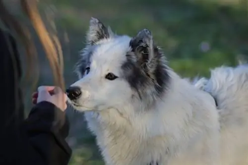 cane che sente l'odore della mano umana