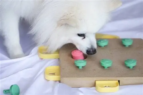 cachorro branco jogando brinquedo de quebra-cabeça