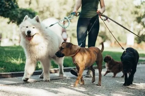 Dog walker