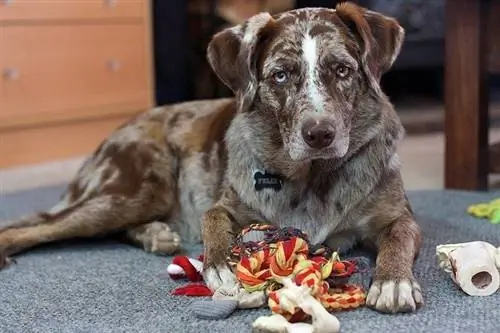 Cachorro brincando com brinquedos