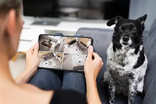 homem assistindo cachorro na câmera de estimação do cctv