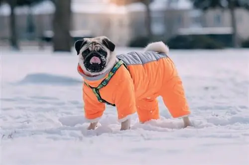 mopshond die jas in de sneeuw draagt