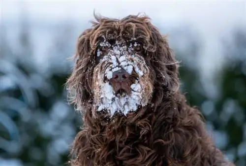 Hur man får bort snö från en hunds päls och tassar: 11 experttips