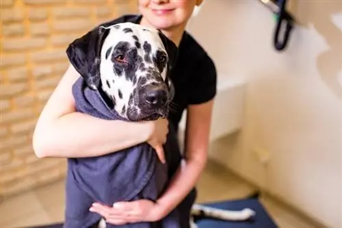 vrouwelijke trimmer met Dalmatische hondendoek met een handdoek