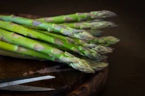 I gatti possono mangiare gli asparagi? Cosa hai bisogno di sapere